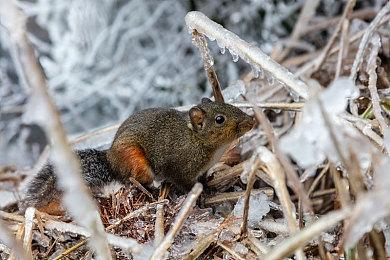 《最后的生还者2》Abby脸模仍然收到死亡威胁