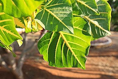 1月XGP新增游戏公布：《暗黑破坏神》《沙石镇时光》等